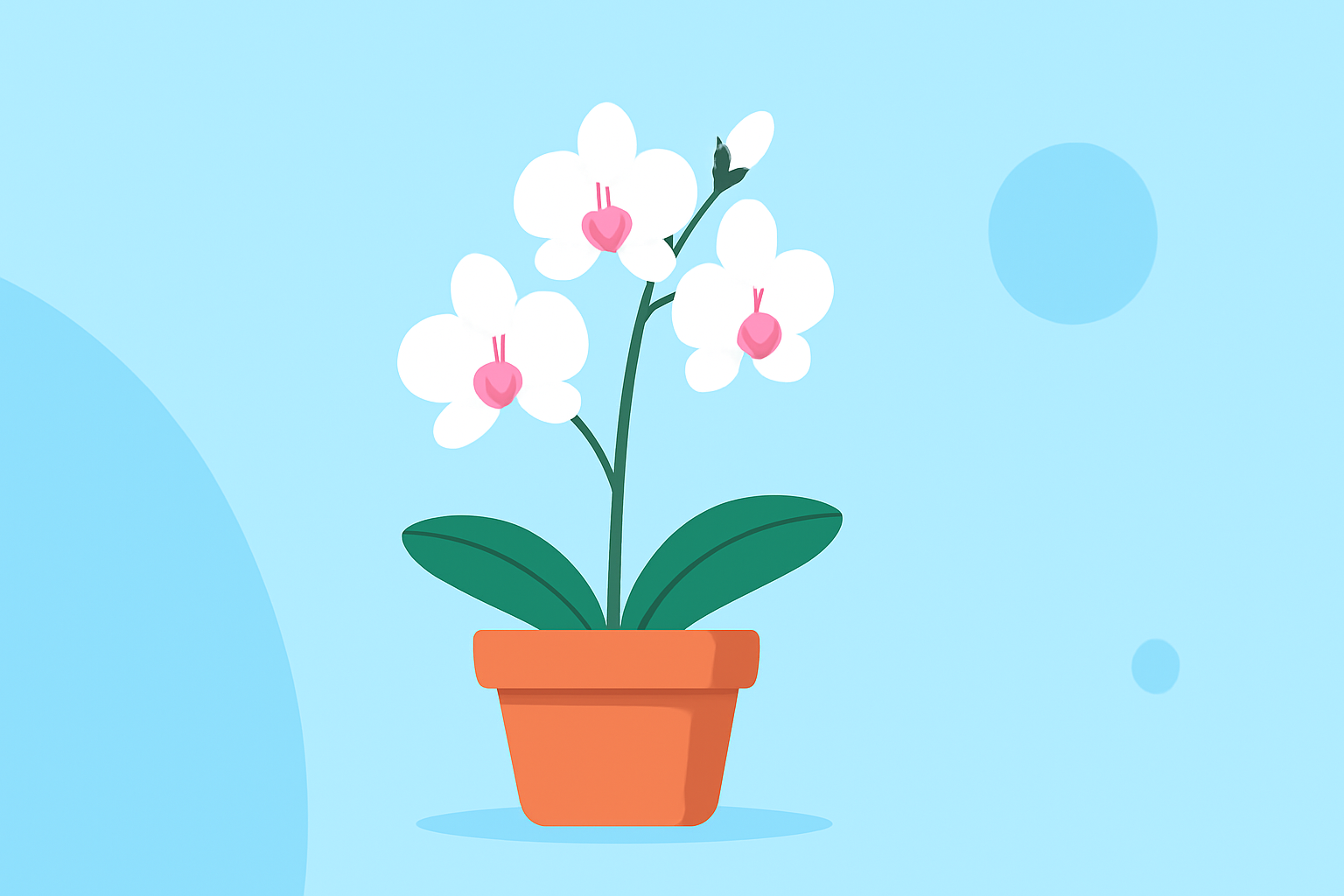 Essential Tips for Successful Orchid Cultivation in the United States