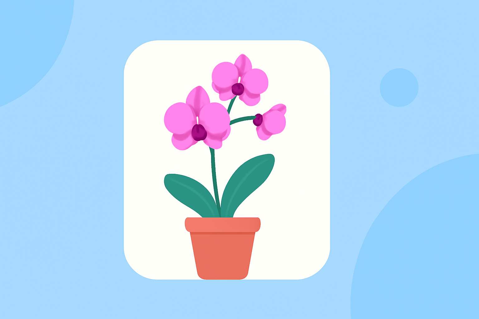 Easy Weather for Orchid Growing Without Prior Experience