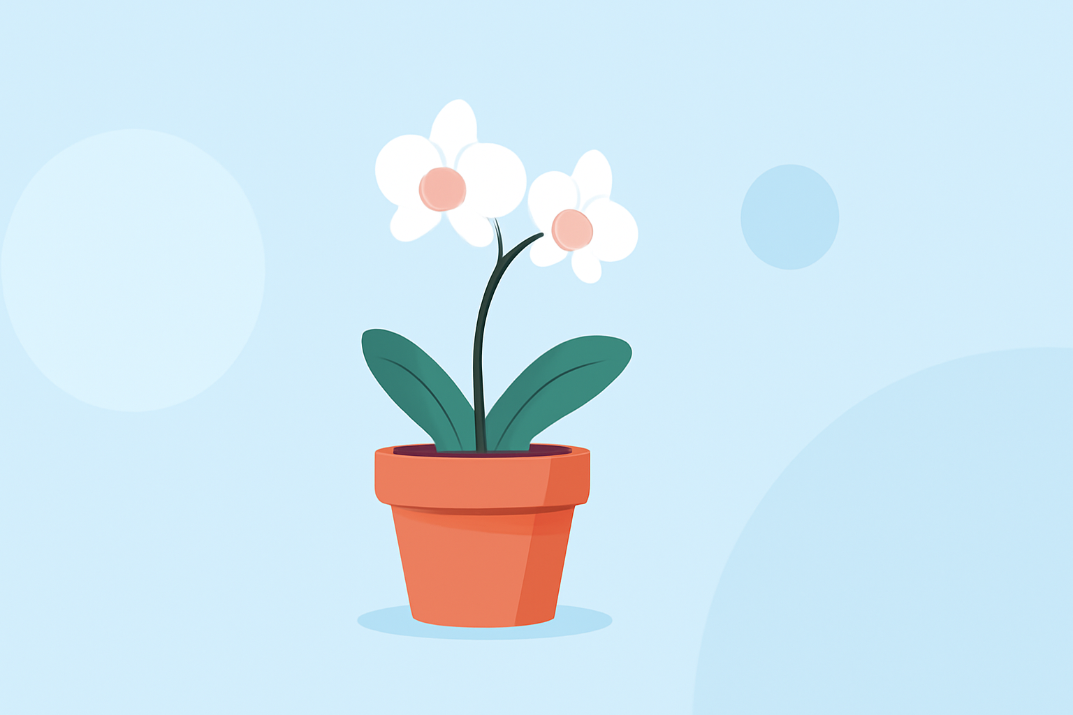 Quick Guide to Orchid Care for Beginners