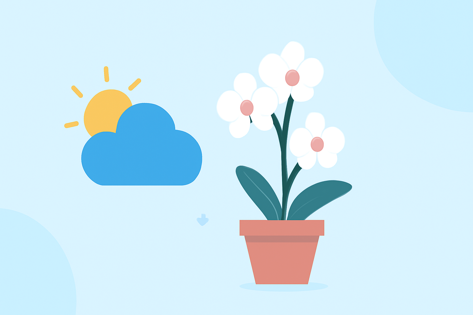 Weather Considerations for Growing Orchids from Scratch